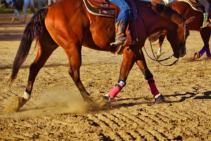 trénink koní na Black Rose ranch